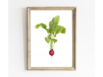 ředkvička eshop menší