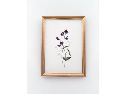 Originál Hrachor vonný