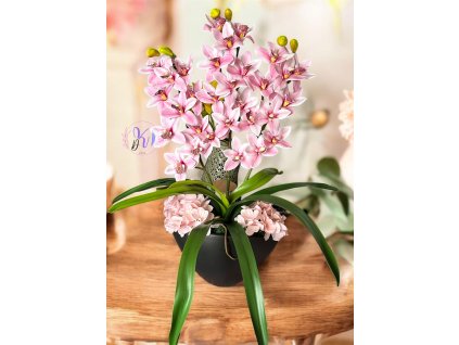 CSÓNAKORCHIDEA KASPÓBAN HALVÁNY RÓZSASZÍN