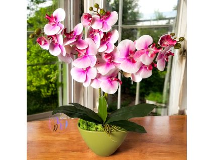DEKOR ORCHIDEA KASPÓBAN CIRMOS RÓZSASZÍN