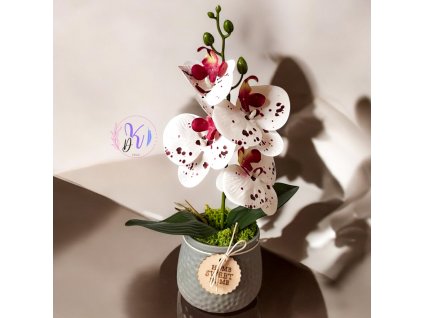 DEKOR ORCHIDEA KASPÓBAN  PÖTTYÖS FEHÉR