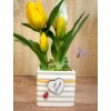 DEKOR TULIPÁN KASPÓBAN AJÁNDÉK TÁBLÁCSKÁVAL  FEHÉR ÉS CITROM