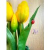 DEKOR TULIPÁN KASPÓBAN AJÁNDÉK TÁBLÁCSKÁVAL,KATICÁVAL CITROMSÁRGA