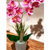 DEKOR ORCHIDEA KASPÓBAN AJÁNDÉK TÁBLÁCSKÁVAL