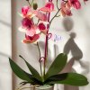 DEKOR ORCHIDEA KASPÓBAN AJÁNDÉK TÁBLÁCSKÁVAL