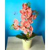 DEKOR PRÉMIUM ORCHIDEA KASPÓBAN KORALL