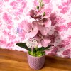 DEKOR ORCHIDEA KASPÓBAN HALVÁNY CIRMOS LILA