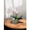 DEKOR ORCHIDEA KASPÓBAN Fehér MADARAS