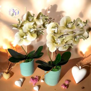 Nálunk a nagy és közepes orchideák mellett a kisebb fajták is elérhetőek jóval kedvezőbb áron 💝🌺...