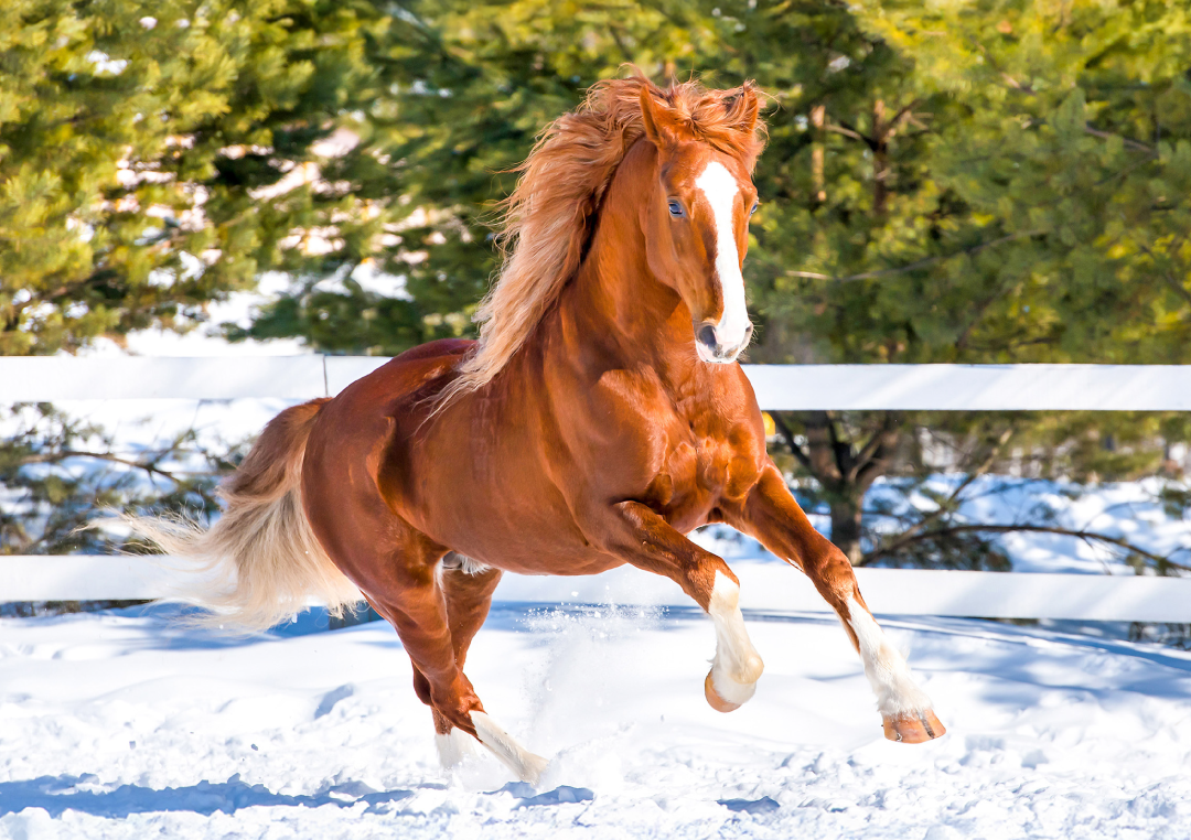 Pomozte svému koni udržet energii a kondici i v zimním nebo náročném období