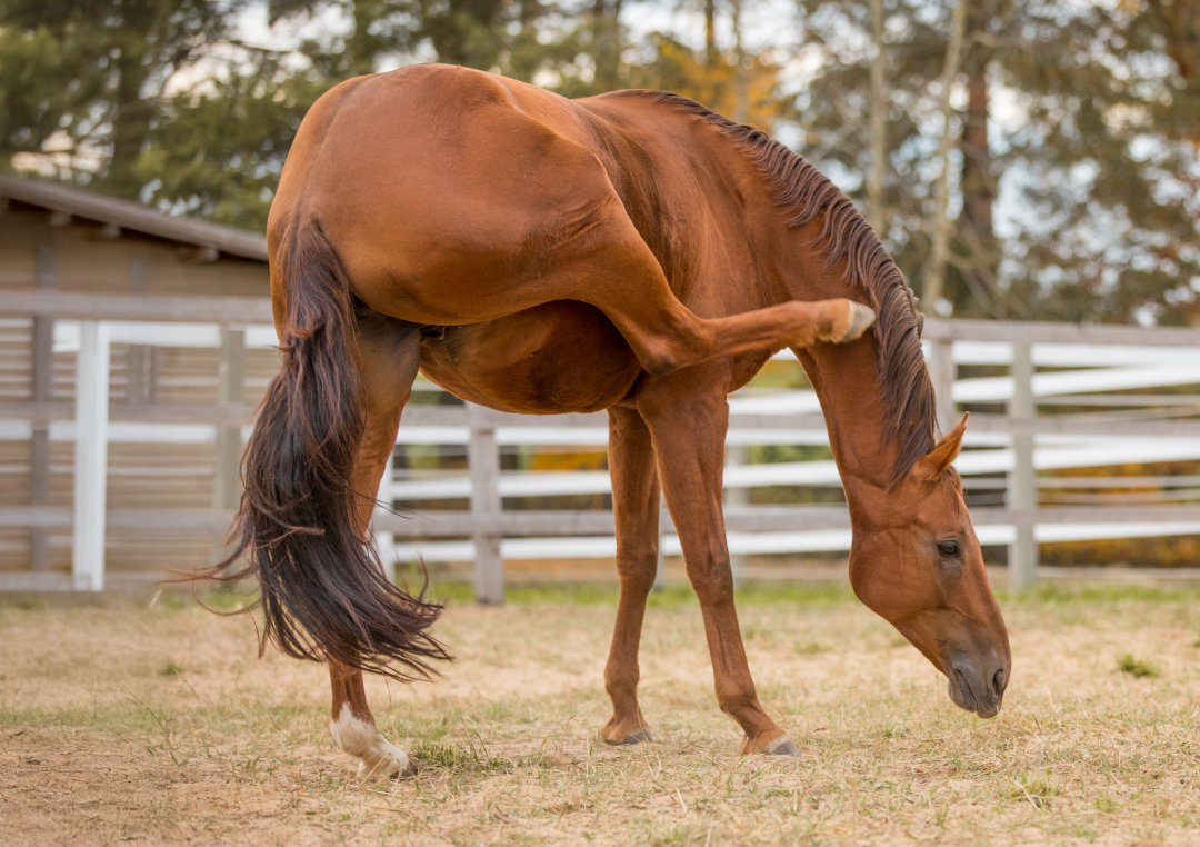 Když svědění přeroste v problém: Jak pomoci koni, který se neustále drbe?
