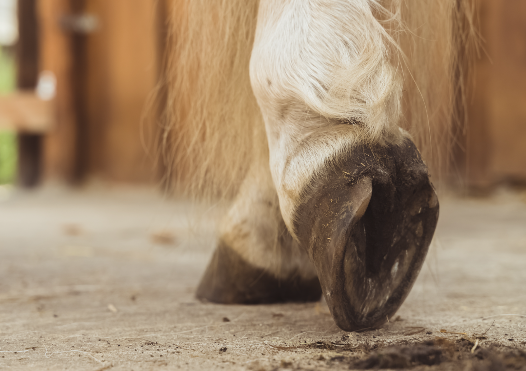 Vhodným krmivem lze předcházet vzniku laminitidy u koní