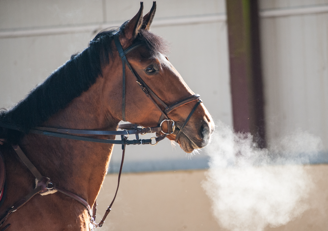 Správné složení krmiva podporuje zdraví dýchacích cest ustájených koní