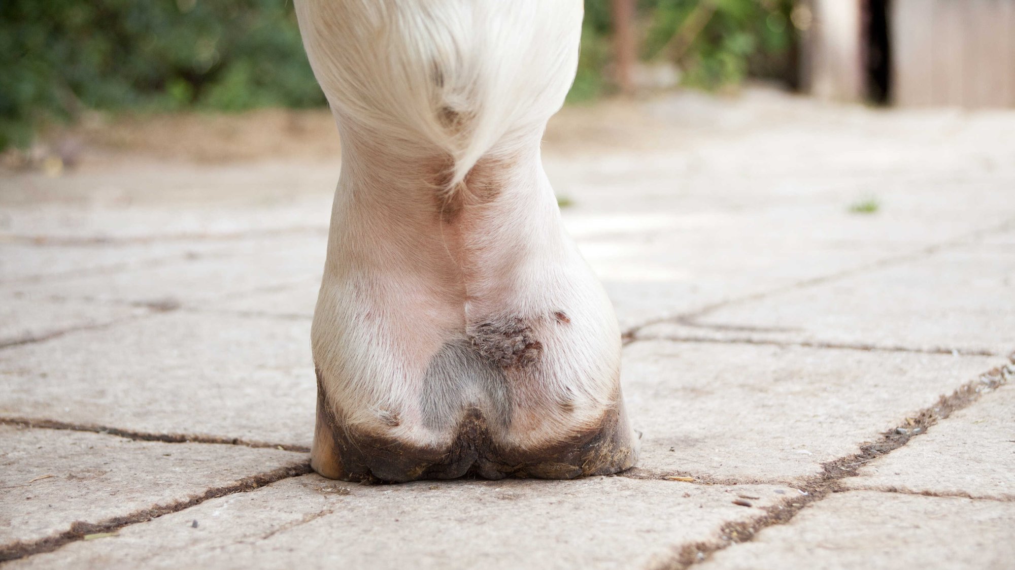Podlomy aneb bahenní horečka – jak jim předejít a jak je hojit?