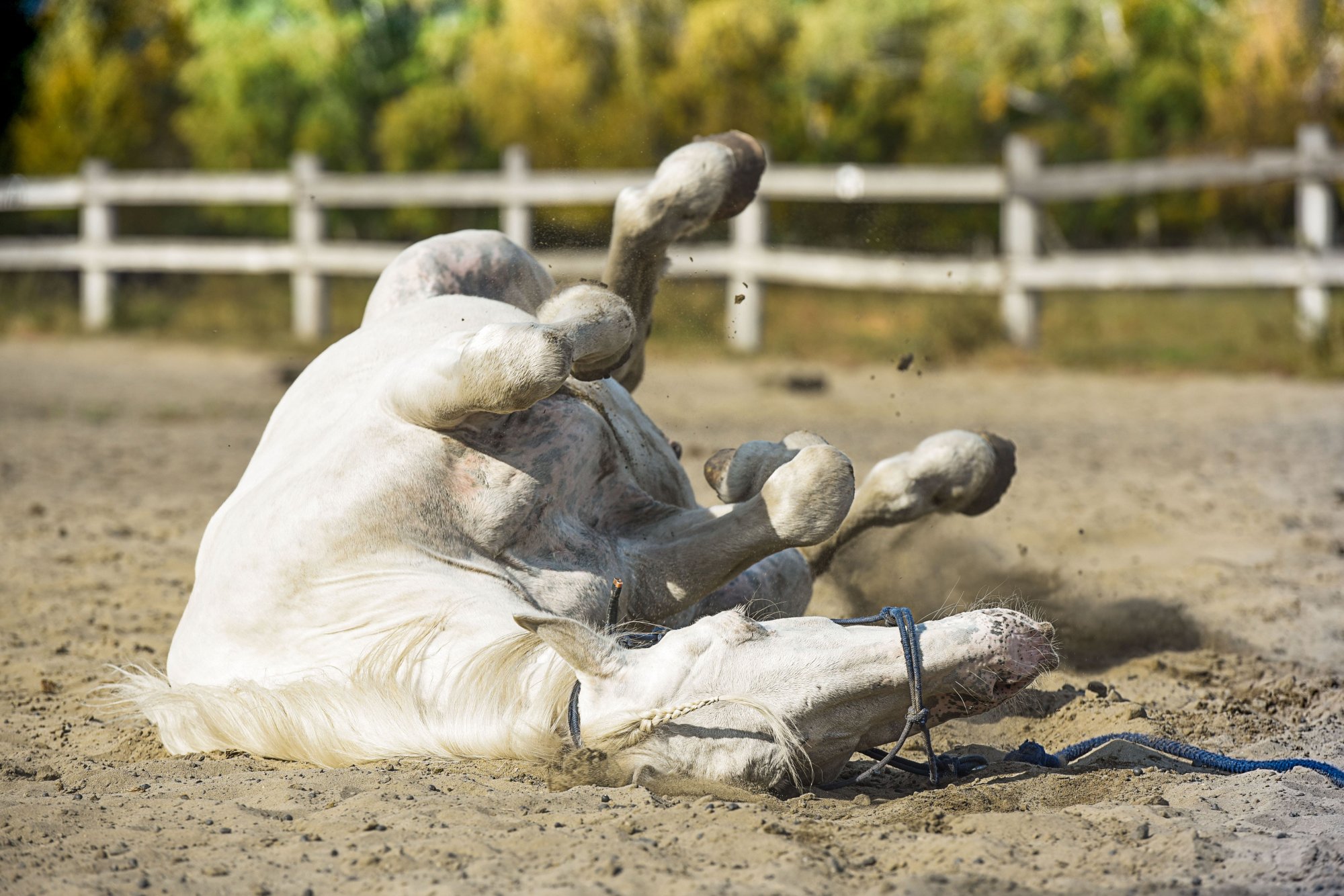 Zácpa a kolika u koní: Jak jim předejít a proč správné krmivo může být tím nejlepším lékem