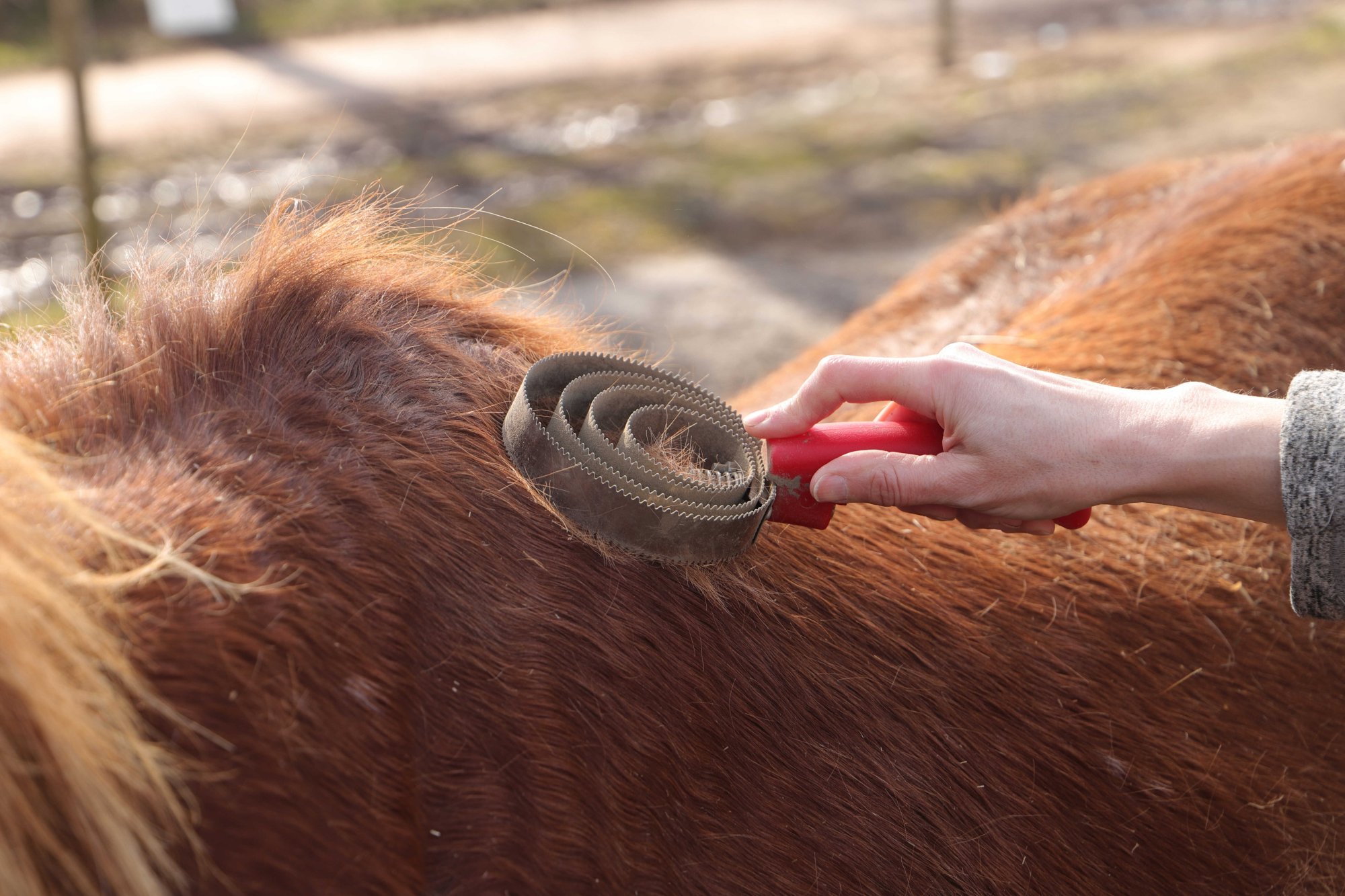 Podzimní línání: náročné období, které vyžaduje péči a správnou výživu