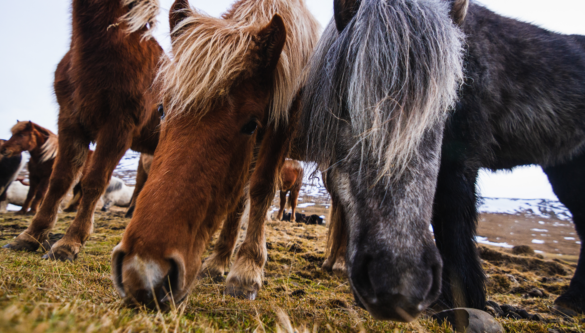 Šetrná plemena a efektivní trávení