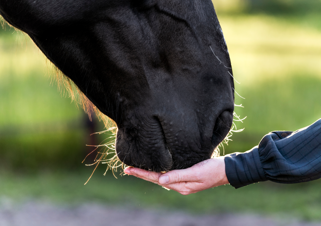 Vyváženým krmivem lze předcházet zažívacím potížím koní