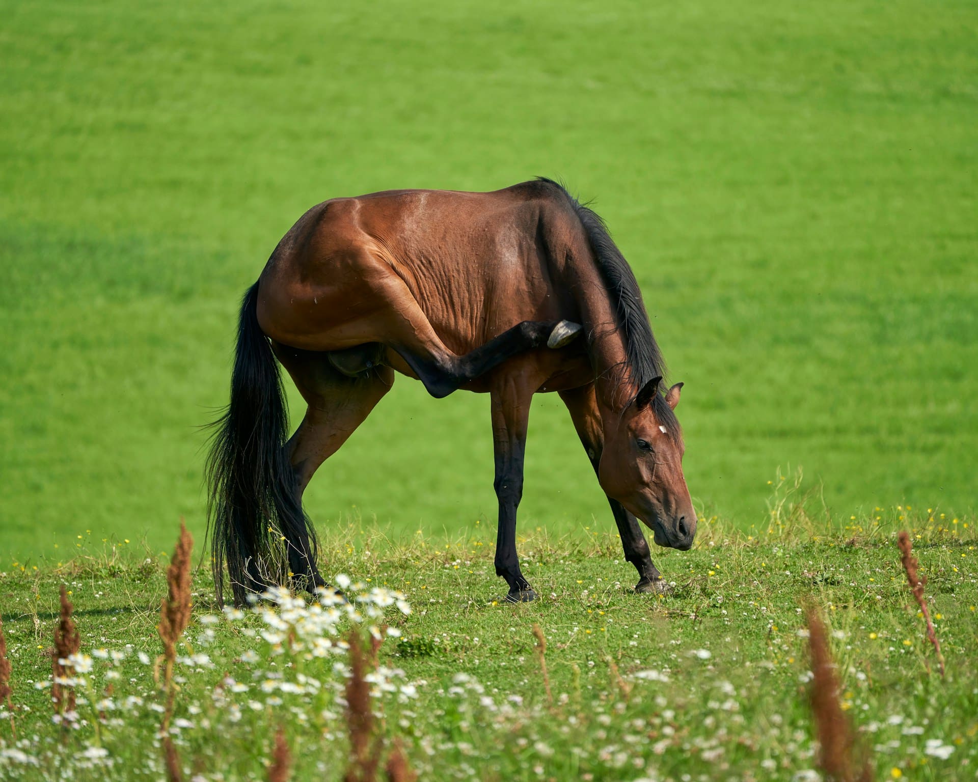 horse-eczema