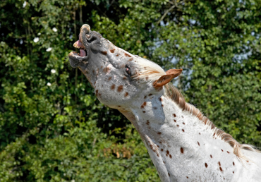 Zoofarmakognózie u koní a psů: poznají zvířata, co jim chybí?