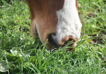 Fruktany a koně: proč je jarní pastva někdy riziková?