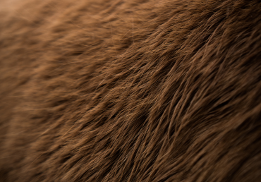 Jak koně poznají, že mají začít línat? Co se jim děje v těle?