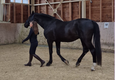 Sportovní důchod bez kompromisů: Jak krmit plemeníka Normana?