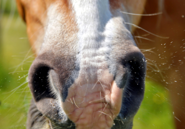 Jak připravit koně na zimu: silná imunita bez nudlí