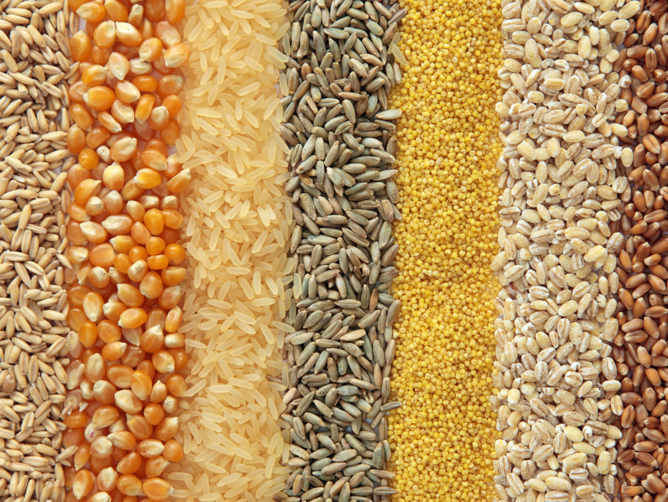 Suroviny v krmných směsích - obiloviny