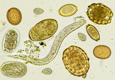 Pozvánka na seminář: Paraziti koní v praxi