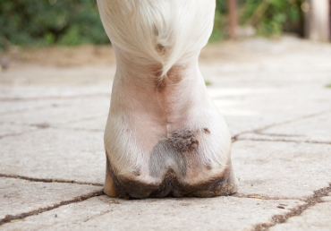 Podlomy u koní: kde se berou a jak je (konečně) zastavit