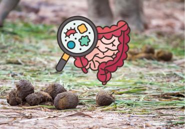 Probiotika, prebiotika a postbiotika u koní: Co to je a proč by vás to mělo zajímat