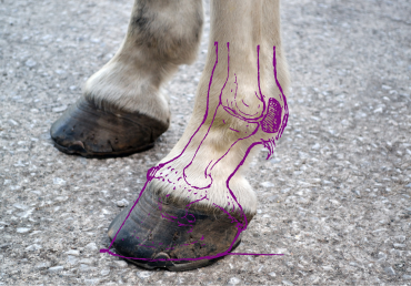 Schvácení kopyt u koní: noční můra všech chovatelů