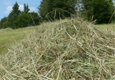 Seno – základní ingredience (nejen) koňského jídelníčku
