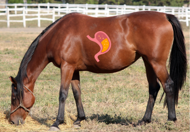 Vředy u koní: Jak je poznat, léčit a správně krmit