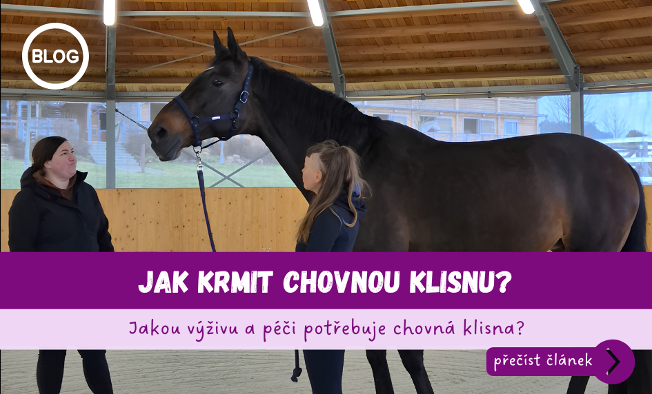Jak krmit chovnou klisnu