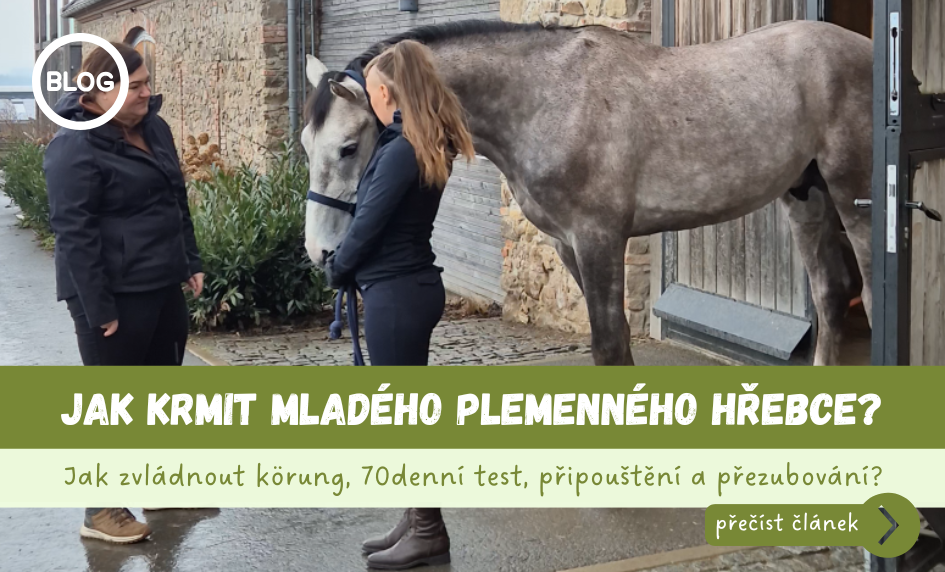 Jak krmit plemeníka?