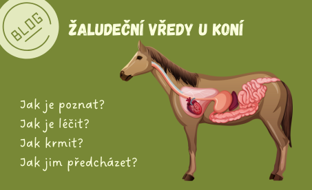 Blog - Žaludeční vředy u koní