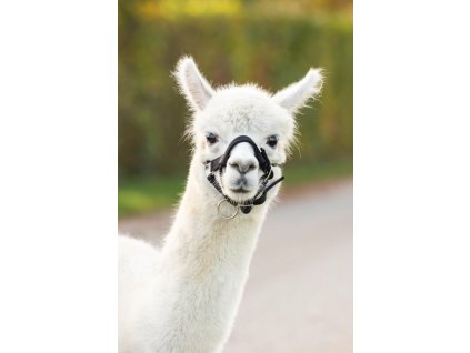 Ohlávka pre alpaku