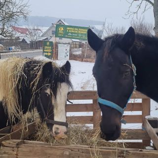 Cestou k nám do predajne môžte stretnúť aj naše koníky Flér a Orlanda 🤗🐴 📍Bošáca 205, 913 07 Bošáca ⏰️ PO, ST, PI | 8:00 -...