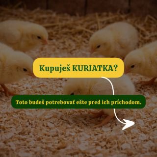 🐣 Kupuješ kuriatka? Toto je základ, bez ktorého nezačni. Každú jar robí veľa chovateľov rovnakú chybu – prinesú kuriatka...