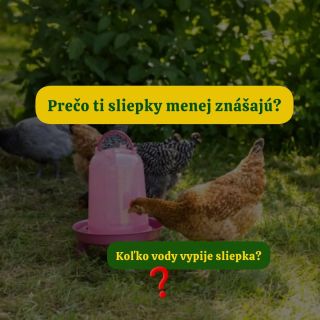 Vieš, prečo ti sliepky menej znášajú? Problém môže byť často inde ako v krmive. 💧 VODA. 🐔 1 sliepka vypije až 0,5 l denne,...