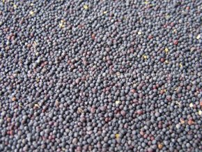 řepka -super akce vážená 1kg 25kč nebo 40kg 680kč