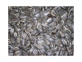 Slunečnice žíhaná velká vážená 1kg