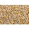 13404017 orzo orzo hordeum grano è un cereale importante un membro della famiglia di erba