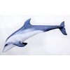 delfín modrá obří  125cm nebo 55cm u nás nejlevněji!!