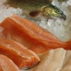 BioMar trout filet 1
