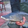 BioMar sturgeon grower comp