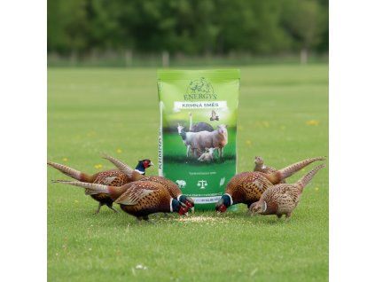 downloaded file (57)