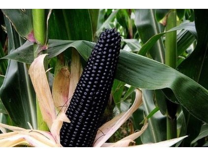 Kampol Kukuřice Černá